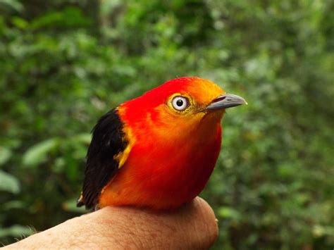  The Uirapuru Bird: A Tale That Will Have You Singing (and Maybe Crying) About Brazilian Folklore!