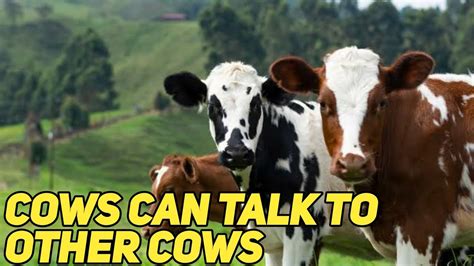  Othini: The Story of a Mysterious Talking Cow!