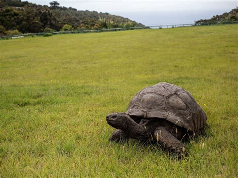  Why Did the Tortoise Ever Want to Fly?: Discovering Lessons on Ambition and Acceptance within South African Folklore